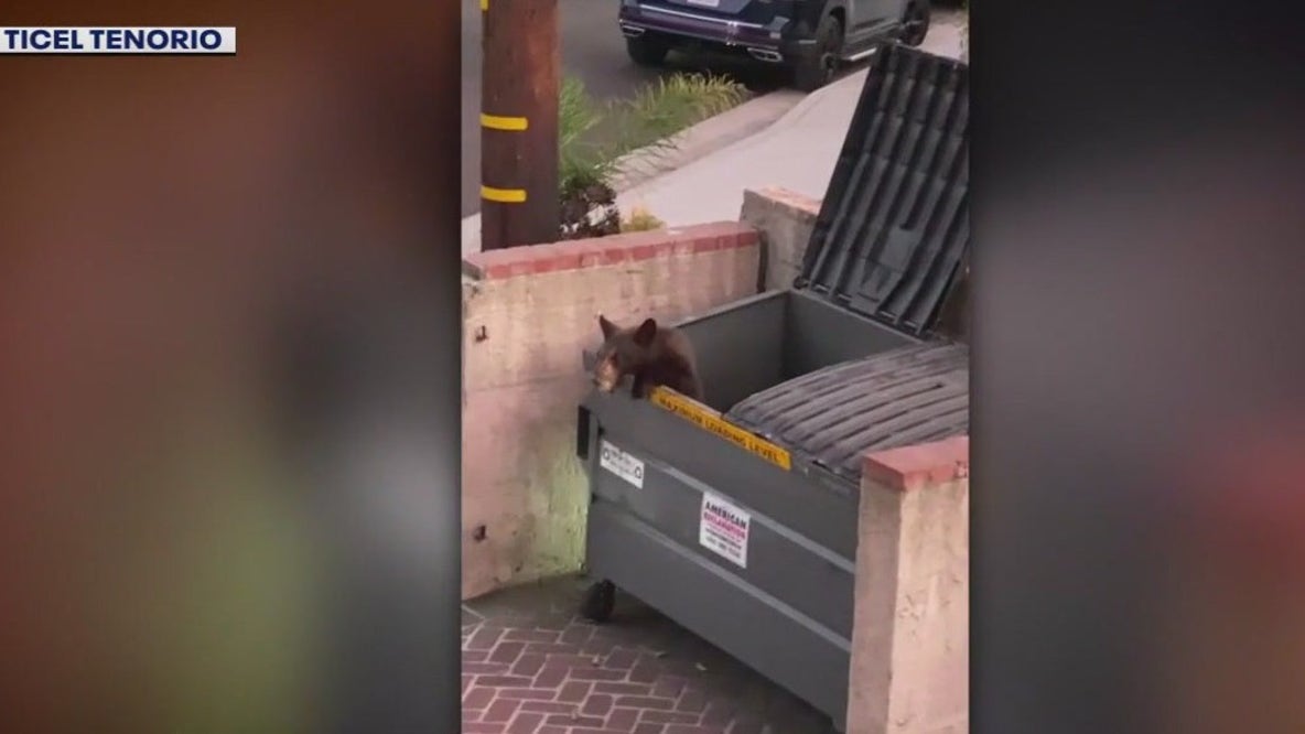 Bear cub goes dumpster diving in La Crescenta